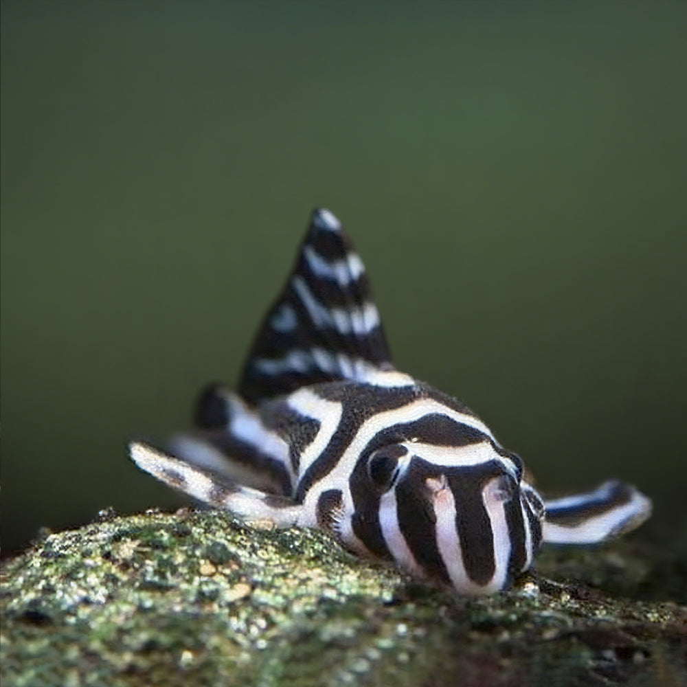 🐟 L046 Zebra Pleco (Hypancistrus zebra): A Rare and Protected Icon of