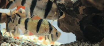 Barbus tetrazona "Fluorescence" – Fluorescent Tiger Barb (2-2.5 inches)
