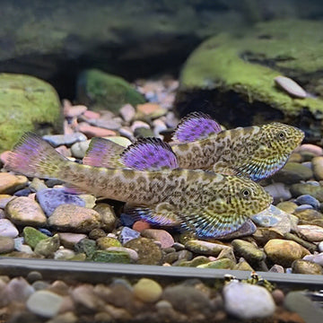 PURPLE FIN LOACH (Pseudogastromyzon laticeps) M-Size