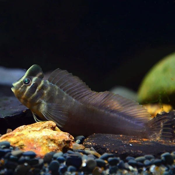 Top Hat Blenny (Omobranchus fasciolatoceps) – The Charismatic Monkfish of Your Aquarium