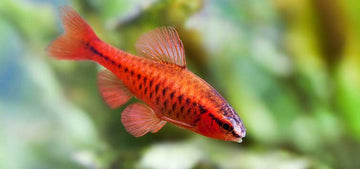 Puntius titteya var. Long Tail (Cherry Barb β Long Tail Variant) 2.5-3 inch