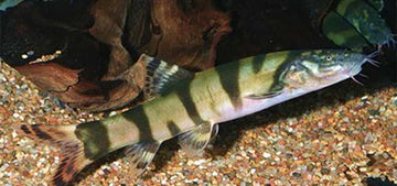 Imperial Flower Loach (Leptobotia elongata) β 5cm