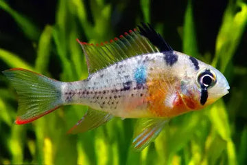 Bolivian Ram Cichlid (Mikrogeophagus altispinosus) – 6–7 cm