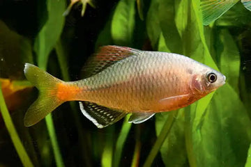 Chinese Bitterling (Acheilognathus barbatulus) – Rare Coldwater Cyprinid
