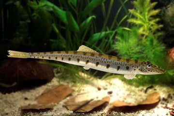 Acantopsis dialuzona – Horseface Loach (6–8 inches)