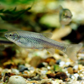 Aphyocypris pulchrilineata – (~3.5 cm max)