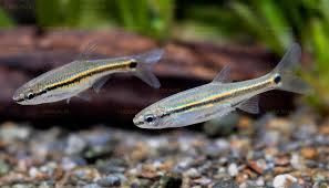 Aphyocypris lini – Garnet Minnow (~5 cm)