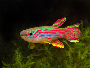 Aphyosemion striatum β 2.5β3 inches