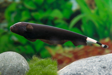 Apteronotus albifrons (Black Ghost Knifefish) — 4–6 inches