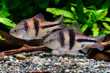 Barbodes lateristriga (Spanner Barb / T-Barb) 2-2.5 cm