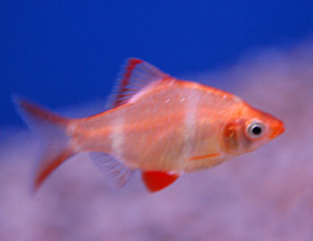 Barbus tetrazona “Pink” (Pink Tiger Barb) – ~2.5–3 inches