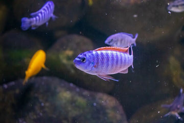 Barbus tetrazona "Purple" — GloFish Galactic Purple Tiger Barb (≈ 2.5–3 inches)