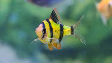 Barbus tetrazona “Yellow” (Tiger Barb Variant) – ~2.5–3 inches