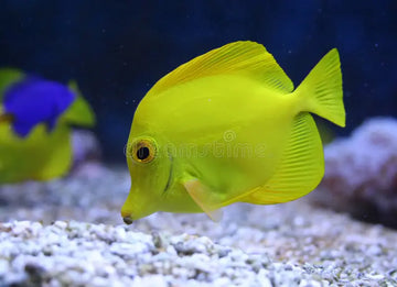 Barbus tetrazona "Green Apple" – Green Apple Tiger Barb (3–3.5 inches)