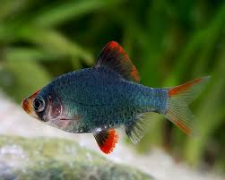 Barbus tetrazona “Green” (Green Tiger Barb) – ~2.5–3 inches