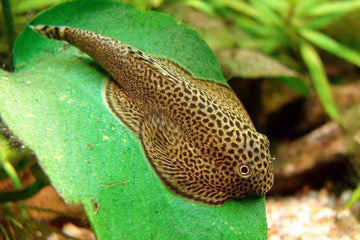 Beaufortia kweichowensis β Butterfly Hillstream Loach (β7β8β―cm)