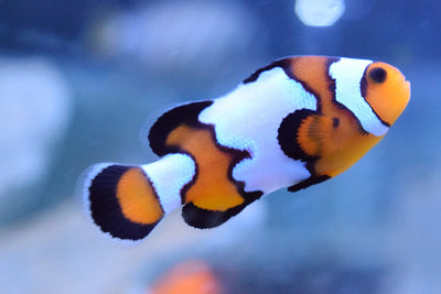 Amphiprion ocellaris – Black Ice Clownfish (4+ cm)