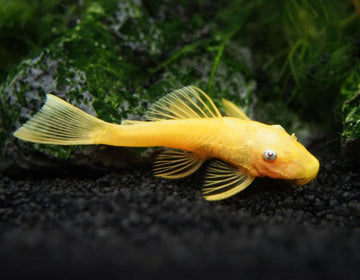 Blue Eye Lemon Bristlenose Pleco (Ancistrus sp. L144a) 10-13 cm