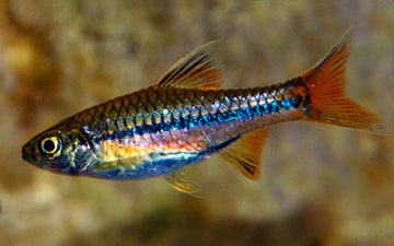 Blue Line Rasbora (Rasbora sarawakensis) – ~4–5 cm