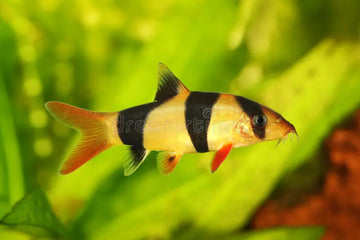 Clown Loach (Chromobotia macracanthus) β 6β7 cm