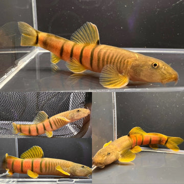 Bumblebee Loach
