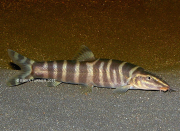 Sinibotia pulchra – Golden (12‑Banded) Chinese Loach (3 cm)