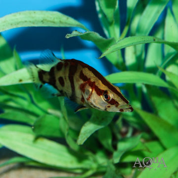 Chinese Perch “Red Stripes” (Siniperca chuatsi) 8-15 cm