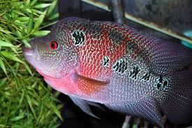 Cichlasoma sp.