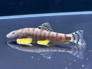 Cloud Leopard Hillstream Loach