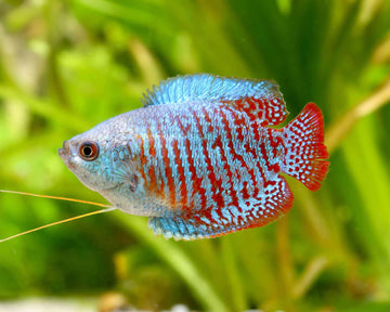 Colisa lalia (Dwarf Gourami) 3-4 cm