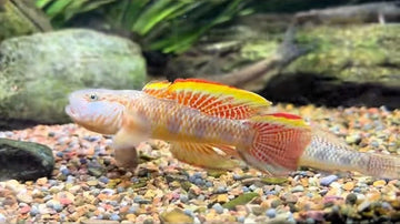Crown Fin Dragon Goby