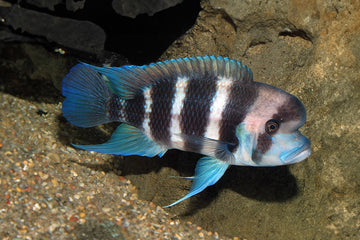 Cyphotilapia frontosa Burundi — 10–13 cm