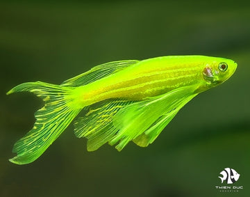 Danio rerio var. Butterfly Fin Green – 4–4.5 inches