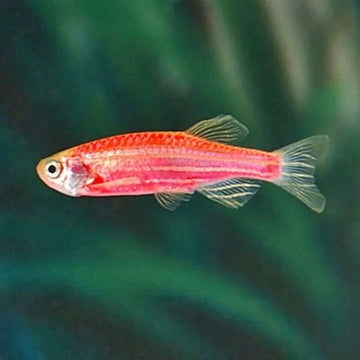 Danio rerio var. Butterfly Fin Red (3–3.5 inch):