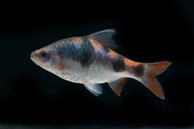 Dawkinsia tambraparniei (Arulius Barb) 3 cm
