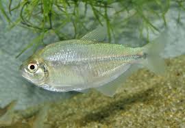 Apricot Tetra – Dectobrycon armeniacus 6.6 cm