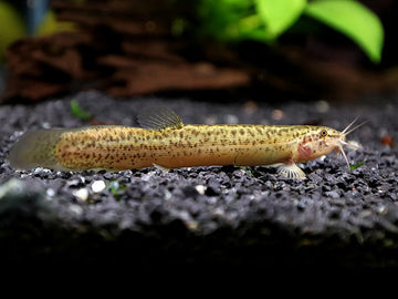 Misgurnus anguillicaudatus – Dojo Loach / Weather Loach (5 cm juvenile)