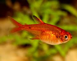 Ember Tetra (Hyphessobrycon amandae) – 2–2.5 inches