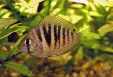 Etroplus canarensis – Canara Pearlspot Cichlid (~2–3 inches juvenile)