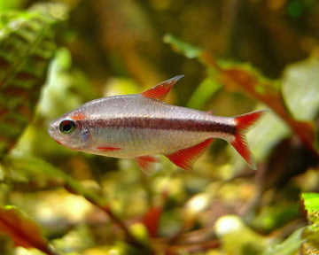 Red Devil Tetra (Hyphessobrycon piranga) 2.5 cm