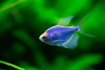 GloFish Blue Tetra (Cosmic Blue Skirt Tetra) – ~2.5–3 inches
