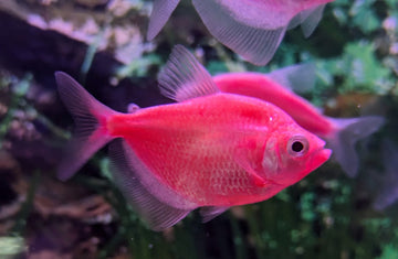 GloFish Pink Tetra (Moonrise Pink ) 2.5–3 inches