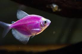 GloFish Purple Tetra (Galactic Purple) – ~2.5–3 inches