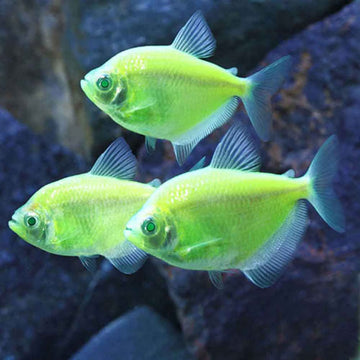 GloFish Green Jade Tetra (Electric Green Variant) – ~2.5–3 inches