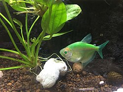 GloFish Green Tetra (Electric Green Skirt Tetra) 2.5–3 inches