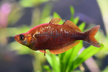 Red Rainbowfish (Glossolepis incisus) — 5–7 cm (Sub-adult Size)