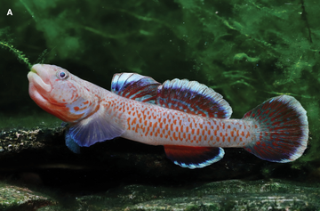 Blue-Throat Kiss Goby (Rhinogobius sp.) – ~4 cm