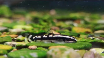 Gold Line Panda Loach