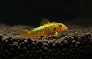 Green Laser Corydoras (Corydoras sp. CW009) 7.5 cm