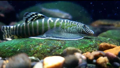 Green Zebra Hillstream Loach (Beaufortia zebroidus) 3-3.5 inch